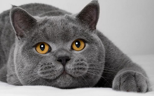 Британская короткошерстная голубая кошка - Интернет зоомагазин Аист