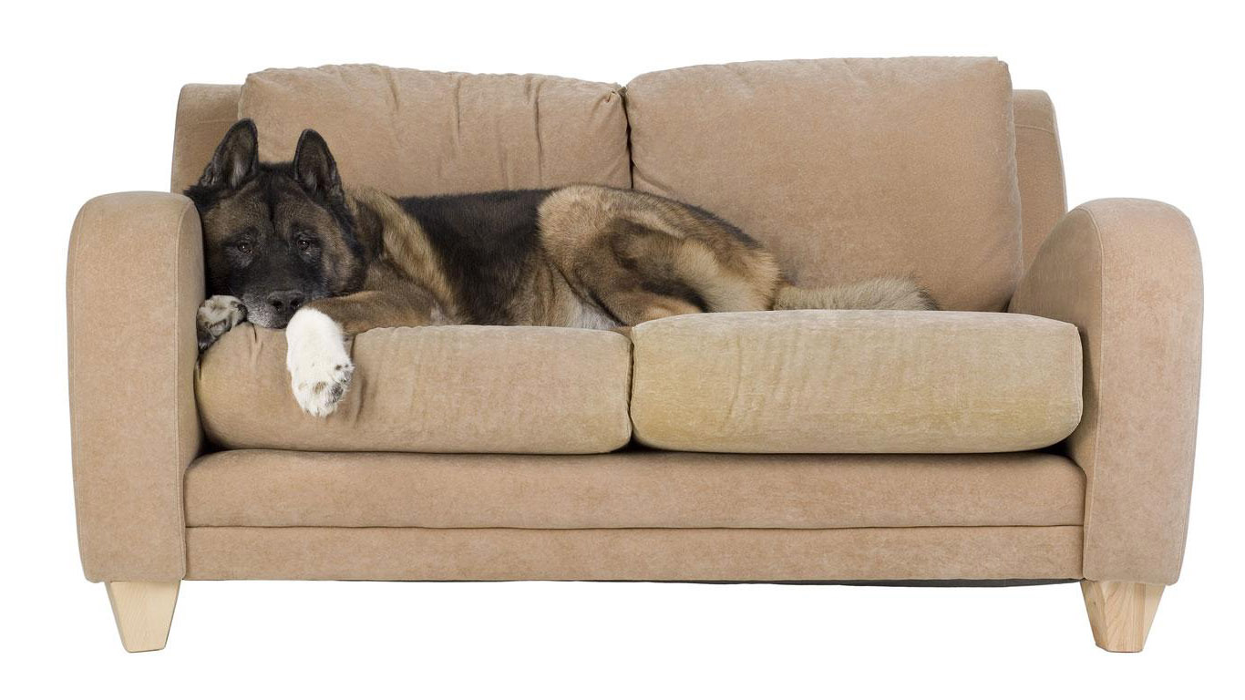как отучить собаку от дивана