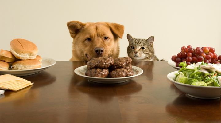 Можно ли давать одновременно и сухой корм, и еду «со стола» кошкам и собакам?