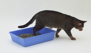3. Как приучить персидскую кошку ходить в лоток и никуда более?