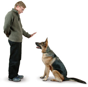 Дрессировка собак: основные методы.