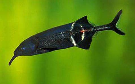 Рыба-слон (Gnathonemus petersi)
