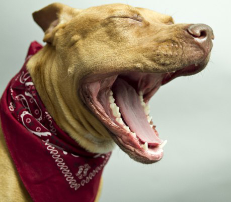 Уход за зубами собаки – гарантия здоровья вашего питомца.