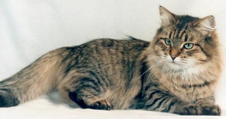 Сибирская кошка, особенности породы и уход за ней